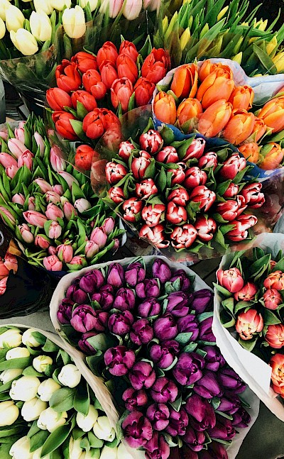 Bouquets of tulips in a shop, Netherlands. Unsplash:Anastasiia Vedmedenko