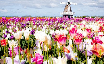 Multi-colored tulips around a windmill, Netherlands. Unsplash:Lara Vincere