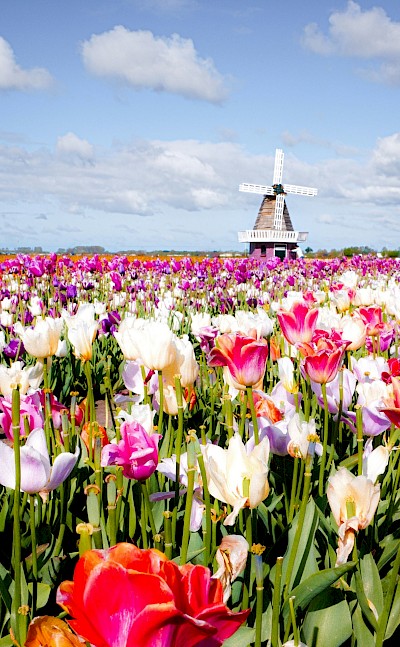 Multi-colored tulips around a windmill, Netherlands. Unsplash:Lara Vincere