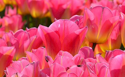 Pink tulips patch, Netherlands. Unsplash:Carmen Feria
