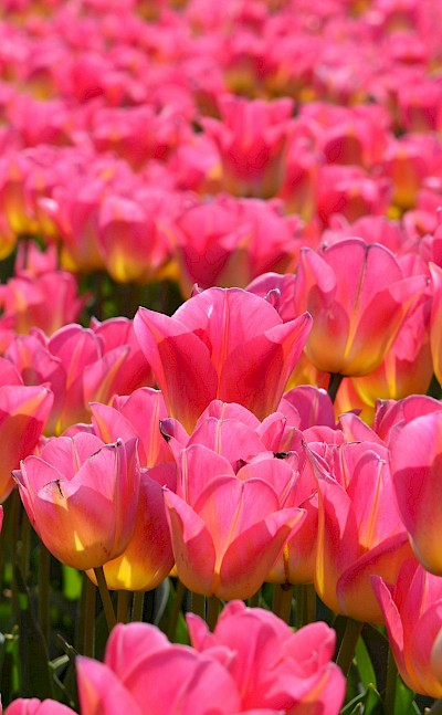 Pink tulips patch, Netherlands. Unsplash:Carmen Feria