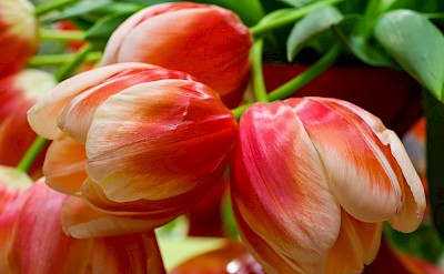 Red and white tulips, Netherlands. Unsplash:Ann Ann