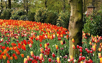 Red and yellow tulips growing around a tree, Netherlands. Unsplash:Boudewijn Huysmans