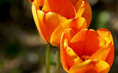Three orange tulips, Netherlands. Unsplash:Aldona Mosaikderfarben