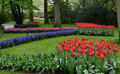More tulips at the Keukenhof, Lisse, the Netherlands. Flickr:Olga