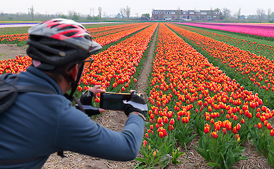 Tulips!