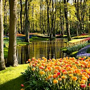 Tulip Tour - 8 day - The Kuekenhof, Netherlands. Unsplash@MaksimShutov