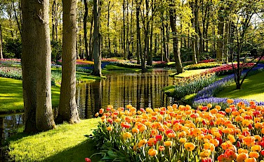 Tulip Tour - 8 day