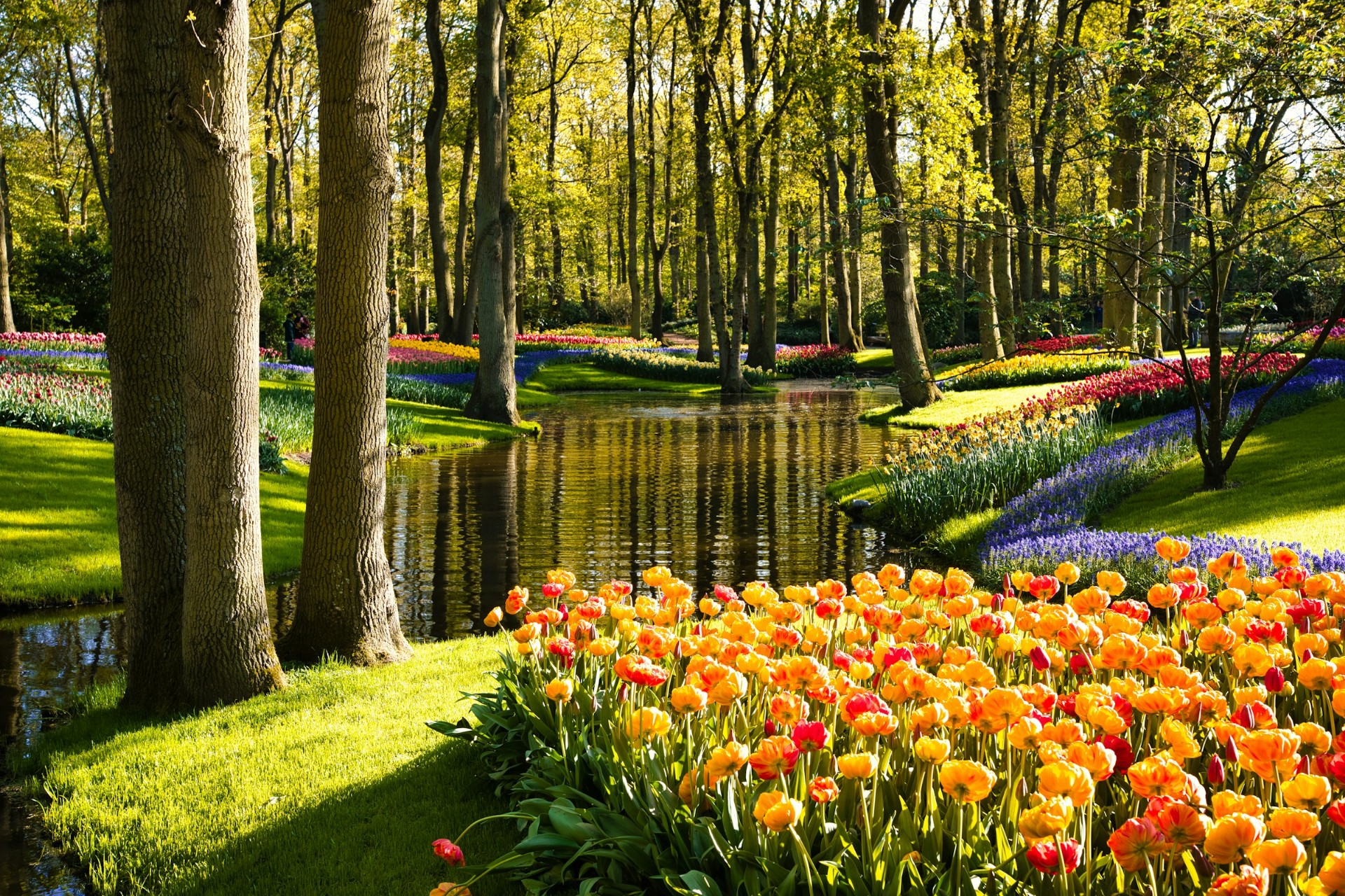 Tulip Tour Bike Boat Netherlands Delight