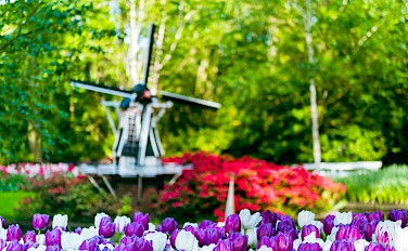 Tulip Tour - 8 day