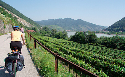 Cycling along the Wachau Valley vineyards on the Danube. Flickr:MuntyPix