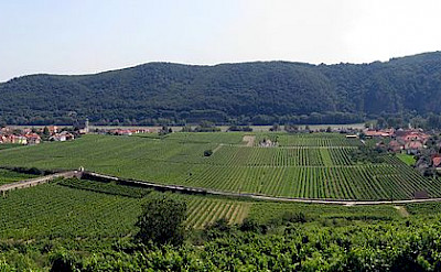 Vineyards adorn the Wachau region of Austria. Photo via Wikimedia Commons:Lonezor