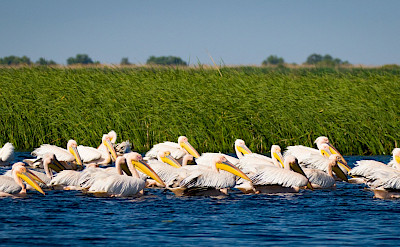 Breeding pelicans on the Danube Delta in Romania. Photo via TO