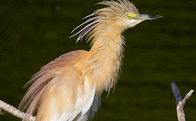 The delta is a haven for herons, egrets, cormorants, and other wetland species. toRR
