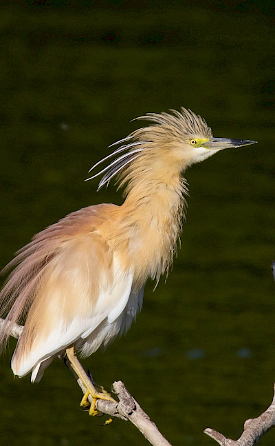 The delta is a haven for herons, egrets, cormorants, and other wetland species. toRR