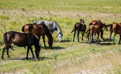 Free-roaming horses in the Letea Reserve. unsplash:CristianUngureanu