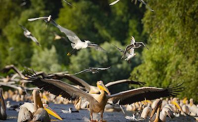 The region is renowned for its extraordinary variety of waterbirds and migratory species. toRR
