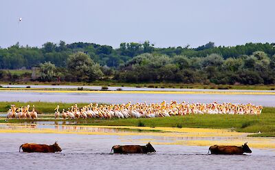 Large flocks of pelicans are among the most memorable wildlife sights in the delta. toRR