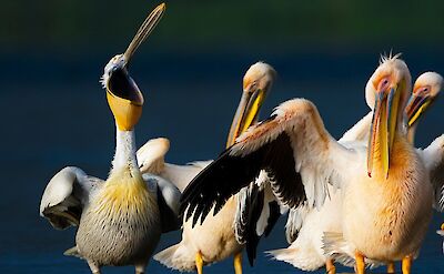 Pelicans of the Danube Delta. toRR