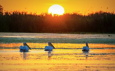 Waterbirds silhouetted against the evening sun. unsplash:MarianStrinoiu