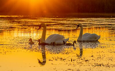Swans at Sunset in the Danube Delta. unsplash:FlorentinaTilvic