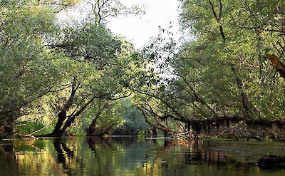 Narrow, tree-lined waterways create a peaceful route through this UNESCO-listed wetland landscape. toRR