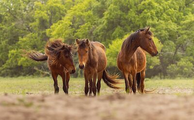 The semi-wild horses of Letea. unsplash:FlorentinaTilvic
