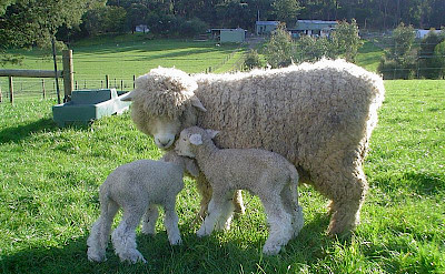 Wool is an important export for New Zealand. Photo via Wikimedia Commons