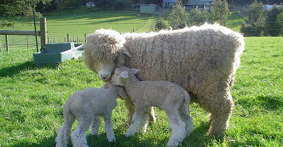 Wool is an important export for New Zealand. Photo via Wikimedia Commons