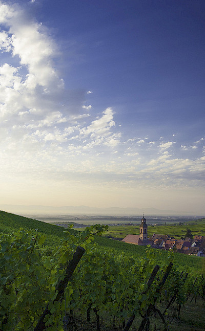 Cycling towards Riquewihr, France. Photo via Flickr:phillippe baumgart