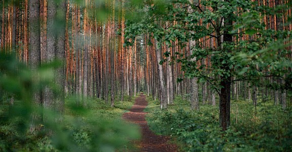 Typical Lithuanian forest. Unsplash:Ugne Vasyliute