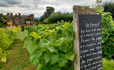 Vineyard at Crost Castle, Yarpole, Herefordshire, England. Photo via TO