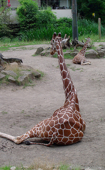 Zoo in Duisburg. Photo via Flickr:Axel Schwenke