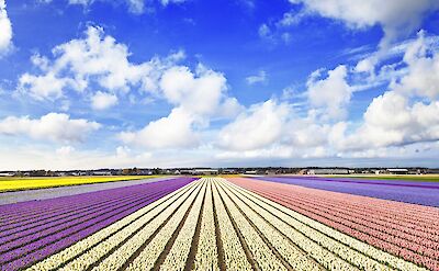 Blooming tulips fields in late April & early May in Holland.