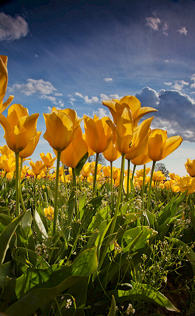 Yellow tulips. Flickr:stokesrx