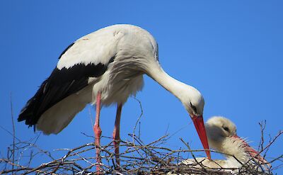 Lithuania is known for its stork population. Ventė Cape, Lithuania. ©TO