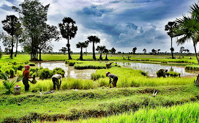 Rice fields in Siem Reap, Cambodia. Photo via Flickr:ND Strupler