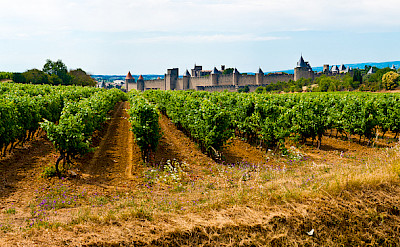Vineyards in Carassonne, France. Flickr:bawpcwpn