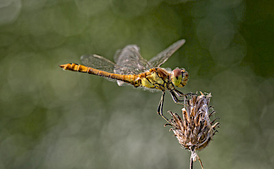 The Common Darter Dragonfly in Holland. ©Hollandfotograaf