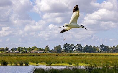 Avocet bird in the Netherlands. ©Hollandfotograaf