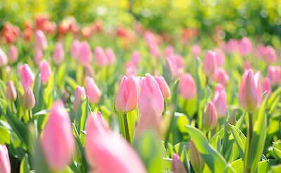 Gotta love tulips! Flickr:きうこ