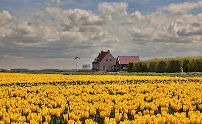 Tulip fields in Holland in early Spring. ©Hollandfotograaf