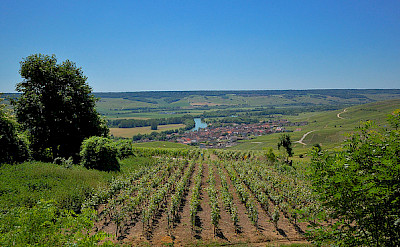 Vineyards surrounding Epernay. Flickr:Random_fotos
