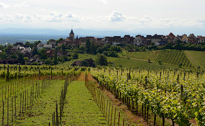 Vineyards near Riquewihr, Alsace, France. Flickr:Pug Girl 