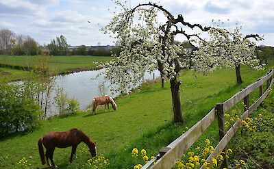 Blossoms in Betuwe | Photo from TO