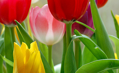 Tulips in Holland! Flickr:Duncan Harris
