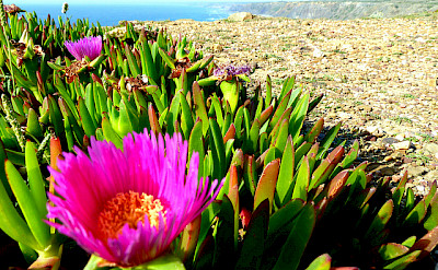 Blooming cactus along Algarve's rugged coast. Photo via Flickr:d_vdm