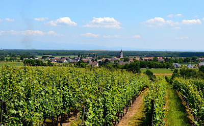 Vineyards dominate the Alsace region in France and Germany. Photo via Flickr:Tom Watson