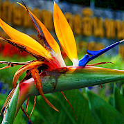 Northern Thailand Photo