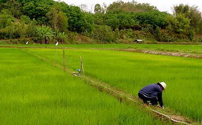 Rice paddies in Chiang Rai, Thailand. Photo via Flickr:shivyanath